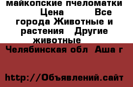  майкопские пчеломатки F-1  › Цена ­ 800 - Все города Животные и растения » Другие животные   . Челябинская обл.,Аша г.